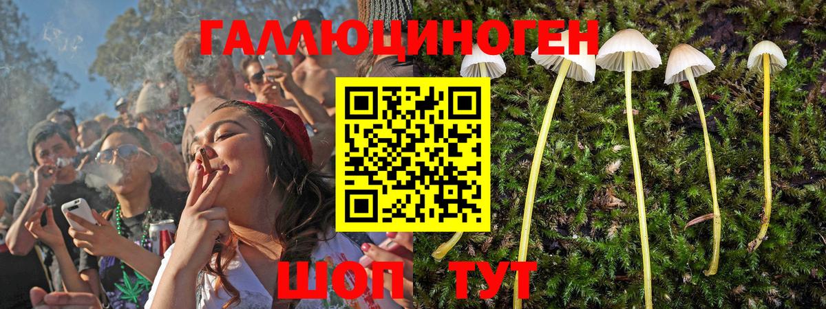Псилоцибиновые грибы GOLDEN TEACHER Тверь